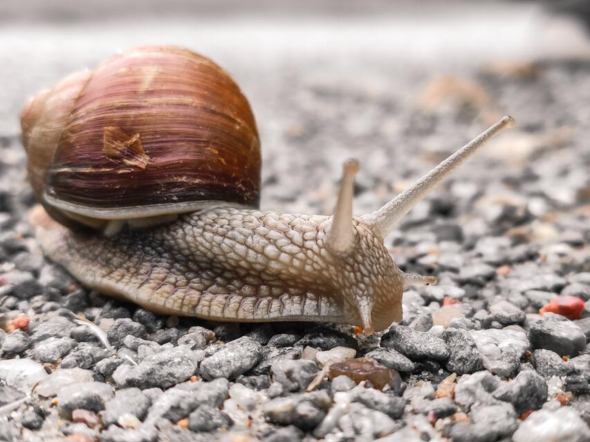 Can Snail Mucin Cause Acne Breakouts Acne Help MDacne