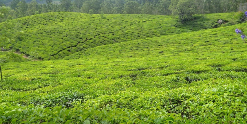 Tea tree oil used in acne products